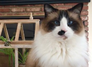 Clark – Ragdoll van de week