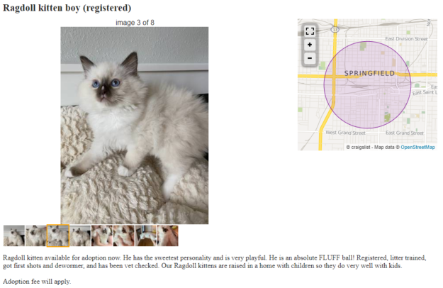 Craigslist에서 판매용으로 Ragdoll 새끼 고양이를 사야 합니까?