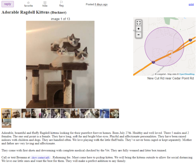 Você deve comprar gatinhos Ragdoll para venda no Craigslist?