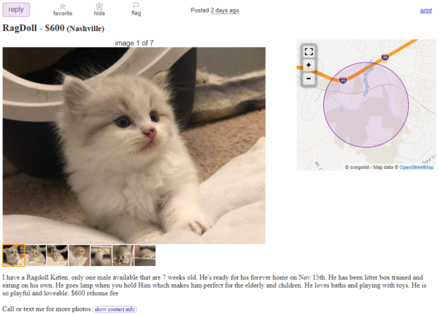 Craigslistで販売するラグドール子猫を購入する必要がありますか？ 