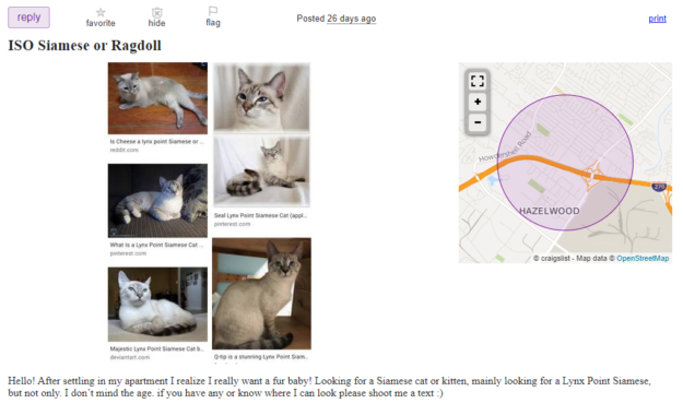 Ska du köpa Ragdoll-kattungar till salu på Craigslist?