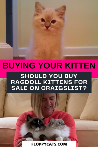 Você deve comprar gatinhos Ragdoll para venda no Craigslist?