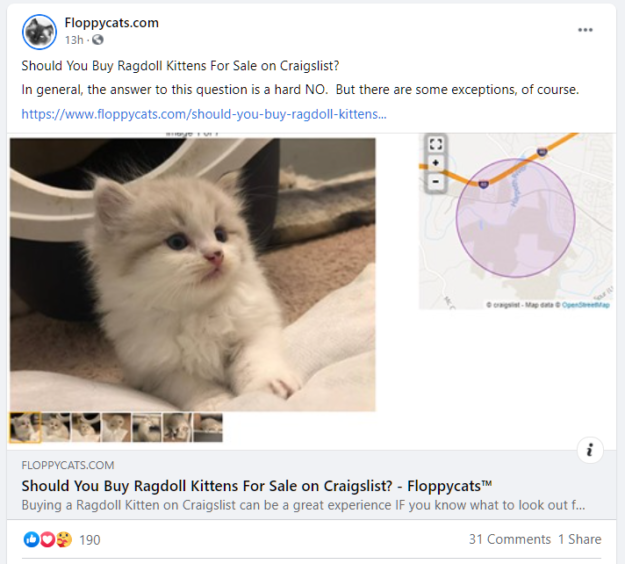 Стоит ли покупать котят рэгдолл для продажи на Craigslist?