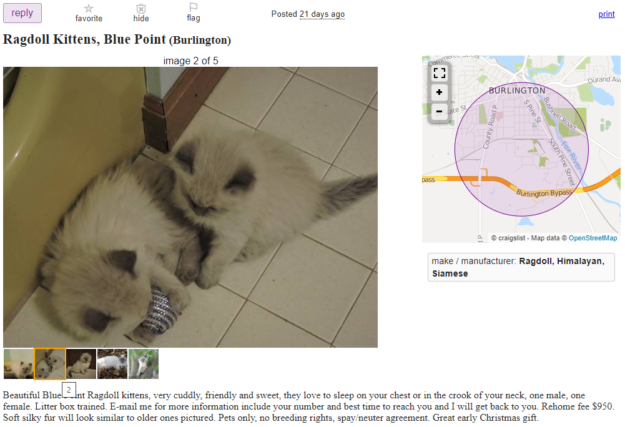 Měli byste si koupit koťata Ragdoll na prodej na Craigslist?