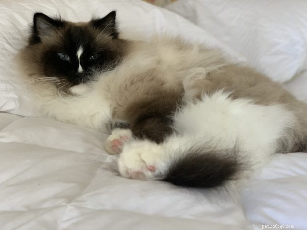 Maine Coon Cats vs. Ragdoll Cats:The Differences