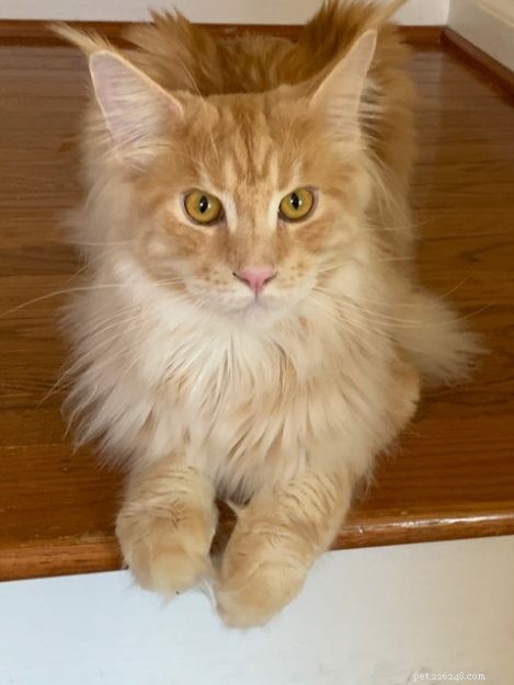 Maine Coon Cats vs. Ragdoll Cats:The Differences