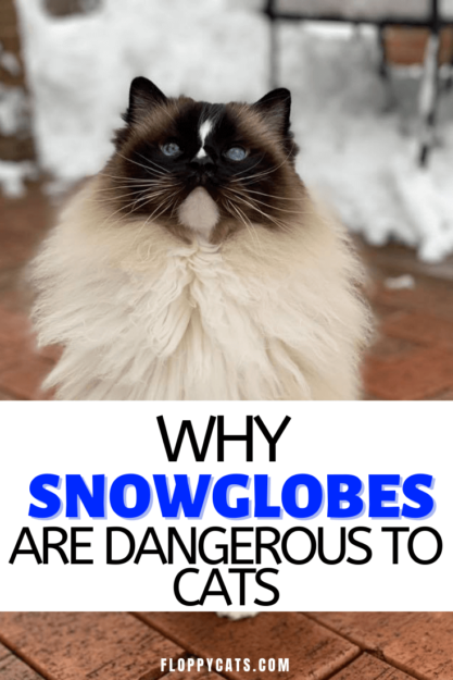 Snowglobe와 고양이의 위험성:Snow Globe에는 부동액이 포함되어 있습니다.