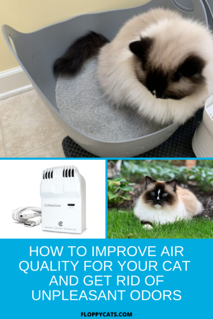 고양이의 공기질을 개선하고 불쾌한 냄새를 제거하는 방법