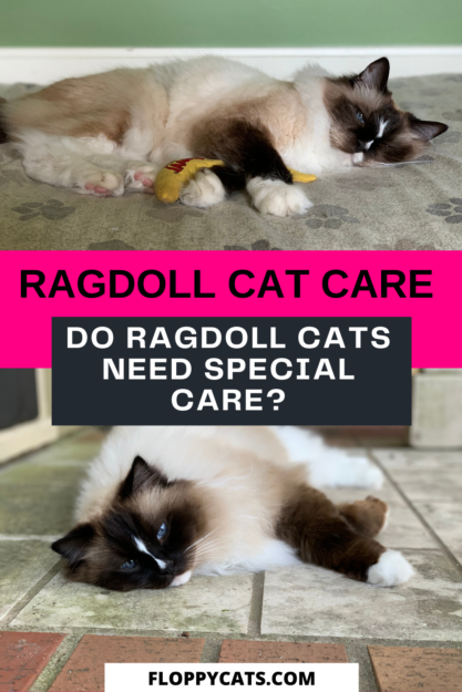 Os Ragdolls precisam de cuidados especiais?