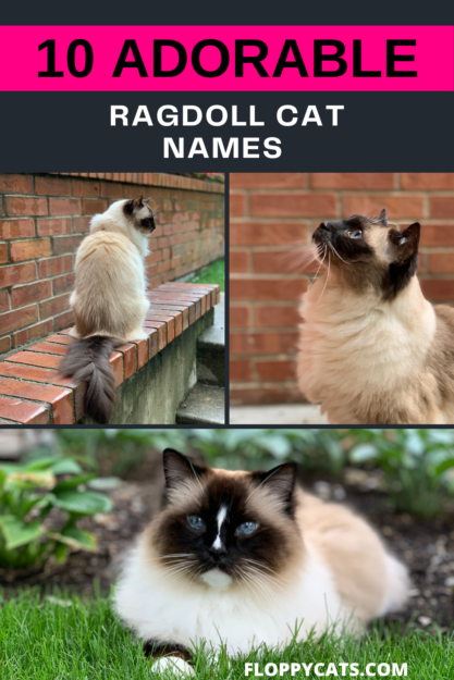 10の愛らしいラグドール猫の名前[2022]