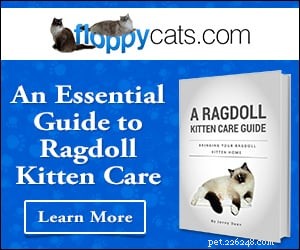 10 adorabili nomi di gatti Ragdoll [2022]