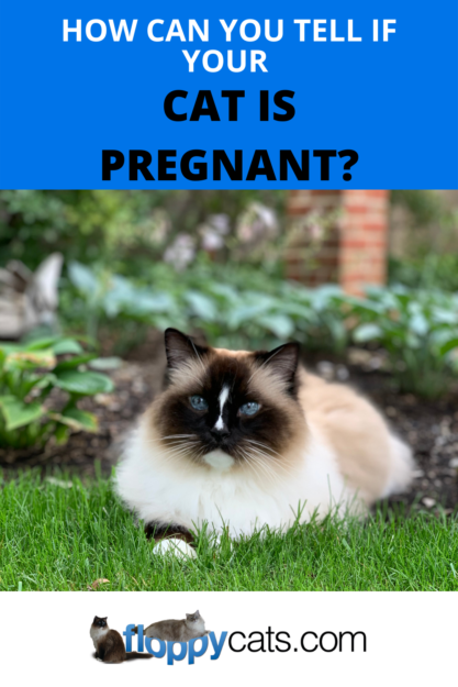 고양이가 임신했는지 어떻게 알 수 있습니까?