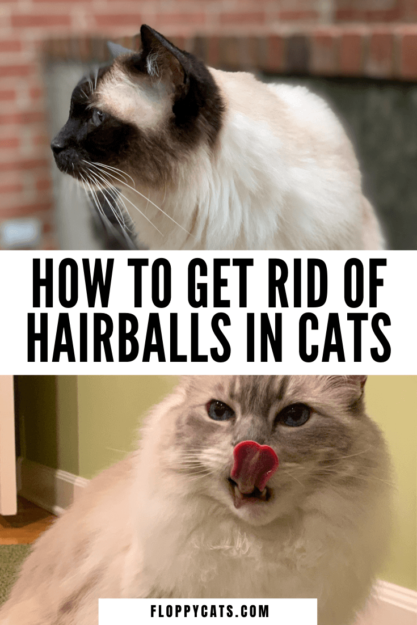 Hur blir man av med hårbollar hos katter