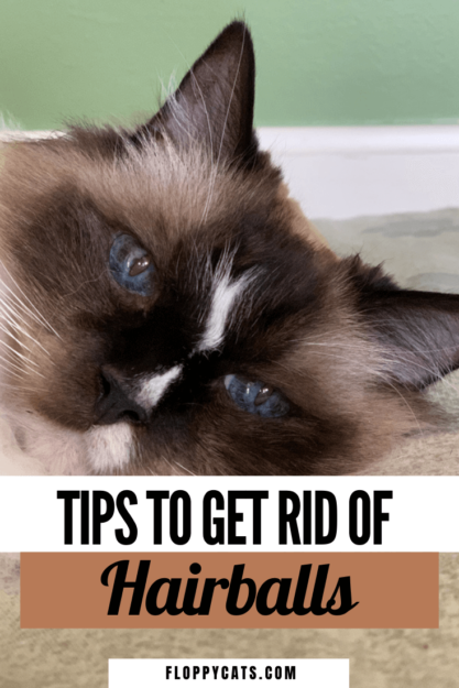 Comment se débarrasser des boules de poils chez les chats