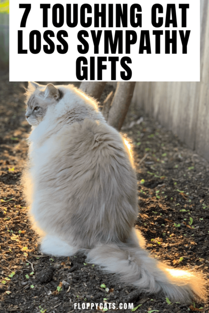 7猫の喪失同情の贈り物に触れる 