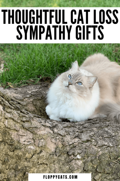 7 presentes emocionantes de simpatia pela perda de gatos