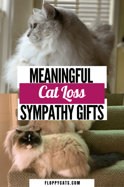 7猫の喪失同情の贈り物に触れる 