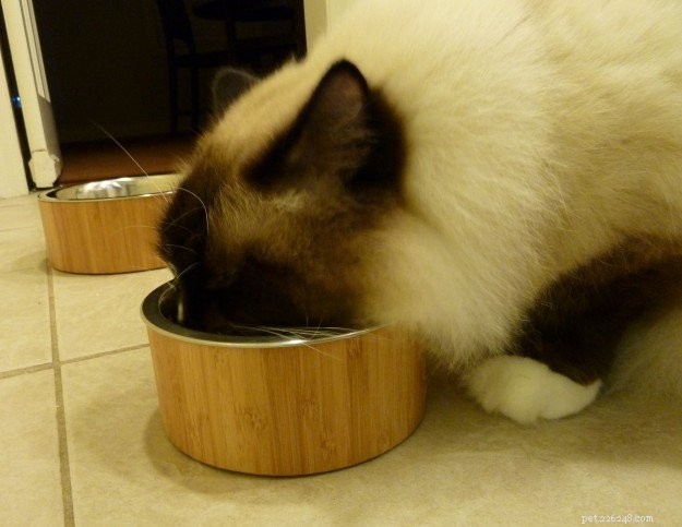 3 DIY domácí recepty na krmivo pro kočky, které jsou také zdravé!
