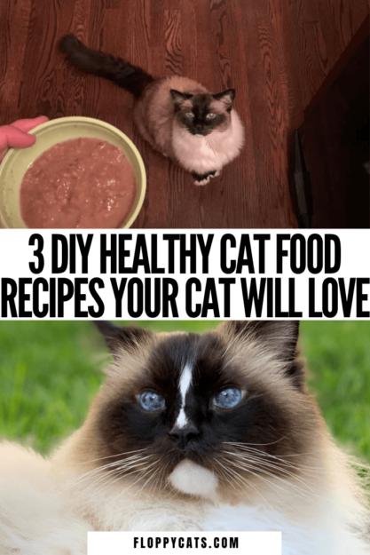 건강에도 좋은 DIY 수제 고양이 사료 레시피 3가지!