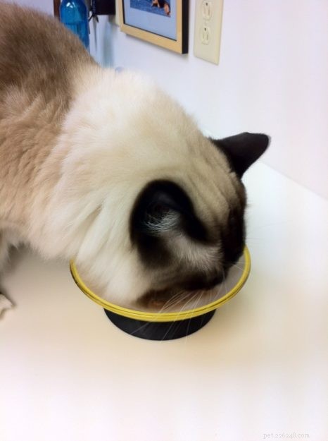 3 DIY domácí recepty na krmivo pro kočky, které jsou také zdravé!