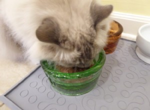 건강에도 좋은 DIY 수제 고양이 사료 레시피 3가지!