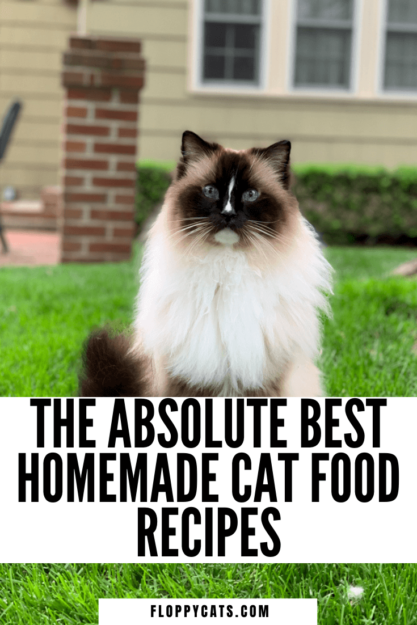 3 zelfgemaakte recepten voor kattenvoer die ook nog eens gezond zijn!
