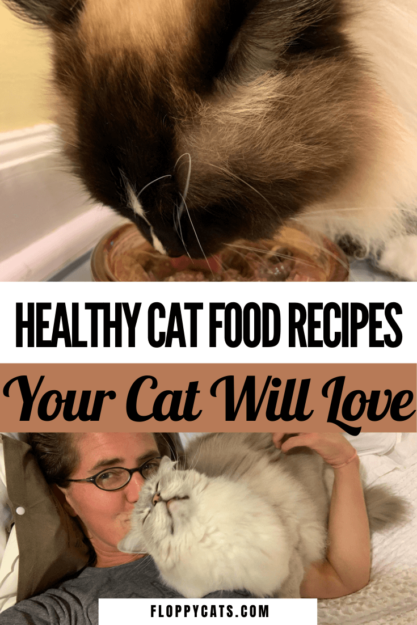 3 receitas caseiras de comida caseira para gatos que também são saudáveis!