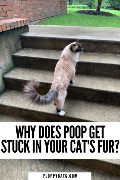 猫のうんちと下痢が毛皮に引っかかっていますか？ ＆＃x1f4a9; 