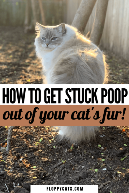 Cacca di gatto e diarrea attaccate al pelo? 💩