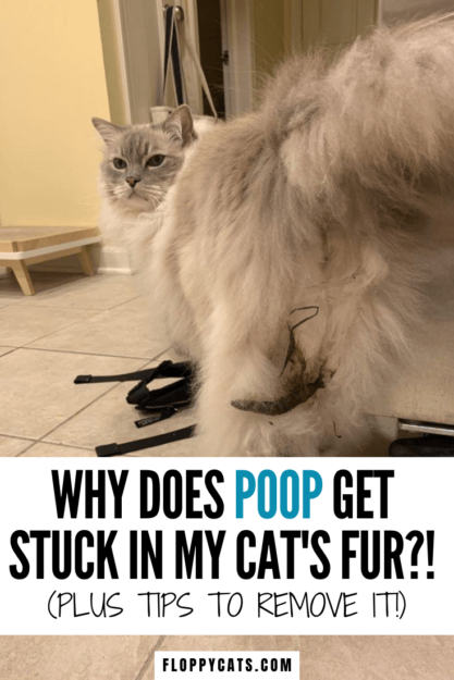 Les crottes de chat et la diarrhée sont collées à la fourrure ? 💩