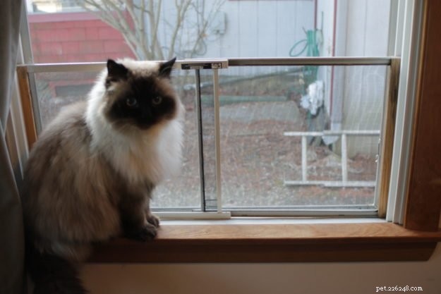 고양이 보호 창 스크린:가이드