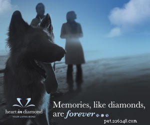 Cinzas de animais de estimação em joias – Faça a memória do seu animal de estimação durar para sempre