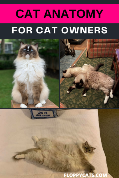 Анатомия кошек для владельцев кошек