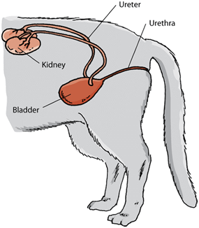 Anatomie koček pro majitele koček