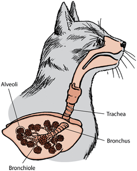 Anatomie koček pro majitele koček