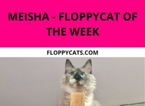Meisha – Floppycat of the Week