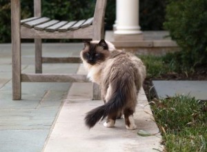 Gemiddelde levensduur van een Ragdoll-kat