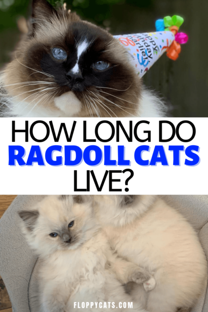 Vida média de um gato Ragdoll