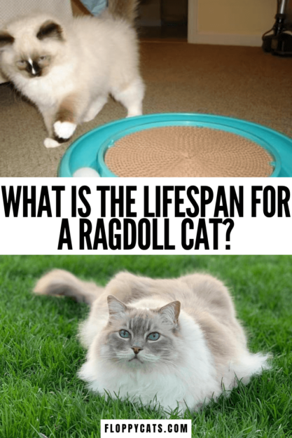 Průměrná životnost kočky Ragdoll