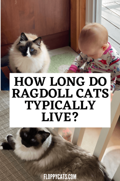 Durata media di un gatto Ragdoll
