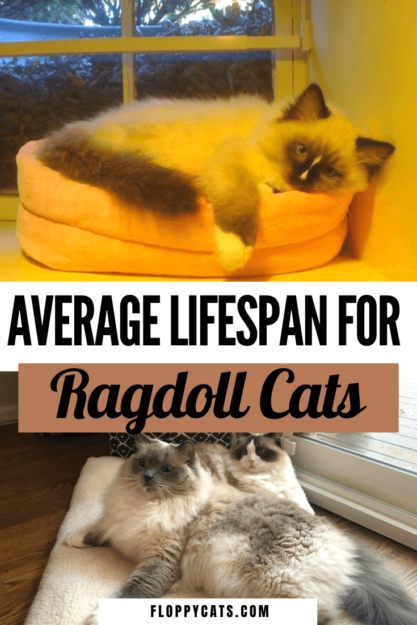 Gemiddelde levensduur van een Ragdoll-kat