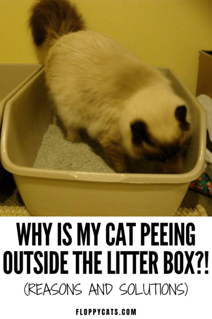 猫がトイレの外でおしっこをしている 