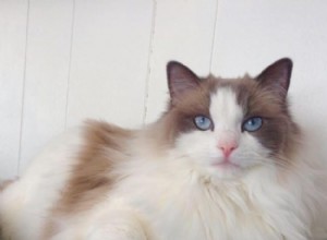 Nika – Ragdoll of the Week