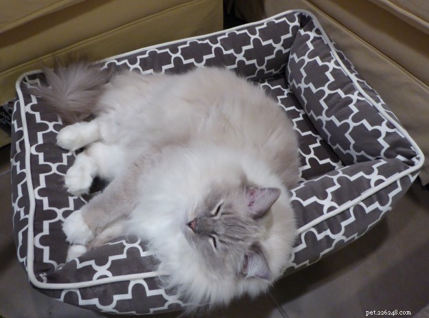 Qual ​​é a melhor cama para um gato grande?