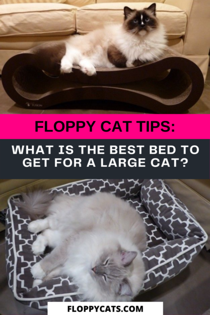 Какая кровать лучше всего подходит для большой кошки?