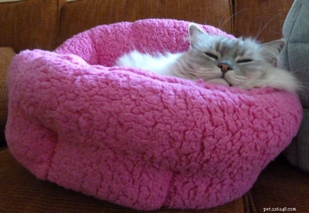 大型猫に最適なベッドは何ですか？ 