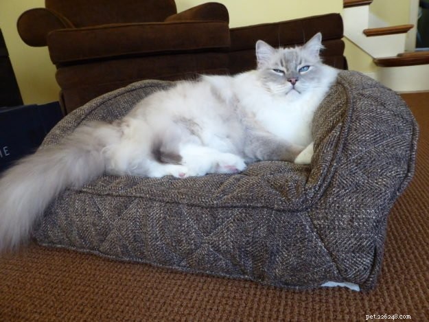 Jaká je nejlepší postel pro velkou kočku?