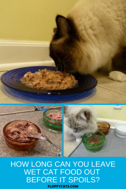 Por quanto tempo você pode deixar comida de gato molhada antes que estrague?