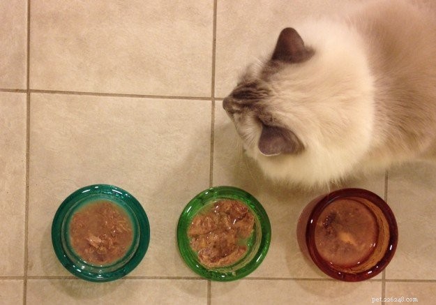 Per quanto tempo puoi lasciare fuori il cibo umido per gatti prima che si rovini?