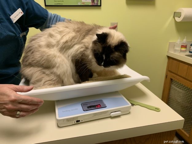 猫の体重を量る方法 